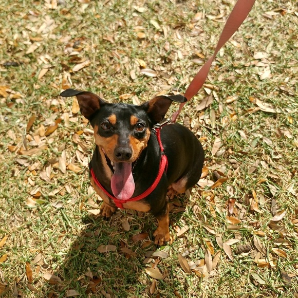 Meet your Posher, Gricelda - Picture 1 of 1